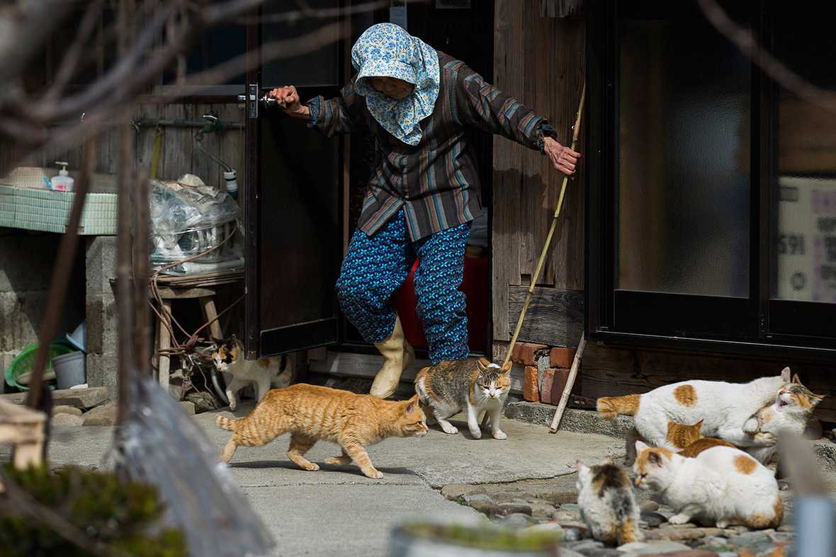 Тасиро - остров кошек в японии. описание, фото, интересные факты.