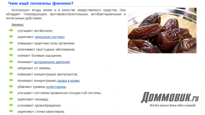 Как выбрать финики и не разочароваться: полезные советы с фото