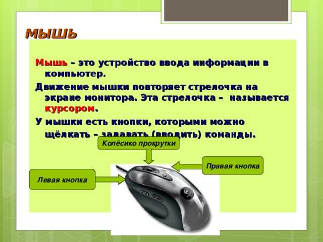 Как избавиться от крыс