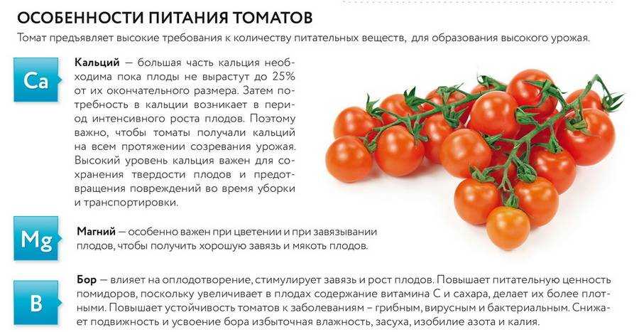 Технология выращивания помидор в теплице