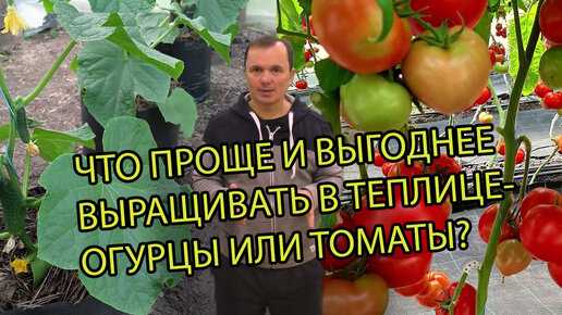 Выращивание томатов в теплице из поликарбоната от а до я: посадка и уход