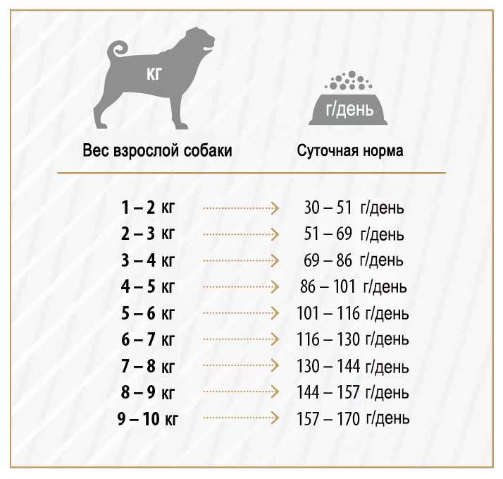 Кормление собаки кормами. что лучше выбрать: сухой корм или консервы для собак?