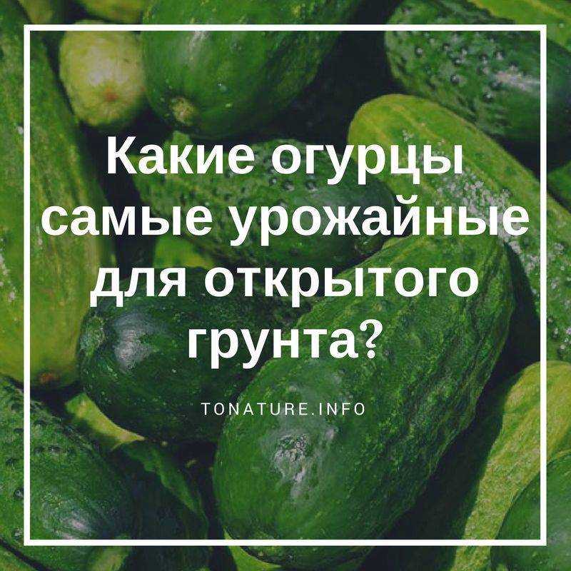 Лучшие сорта огурцов: самые урожайные сорта огурцов для открытого грунта