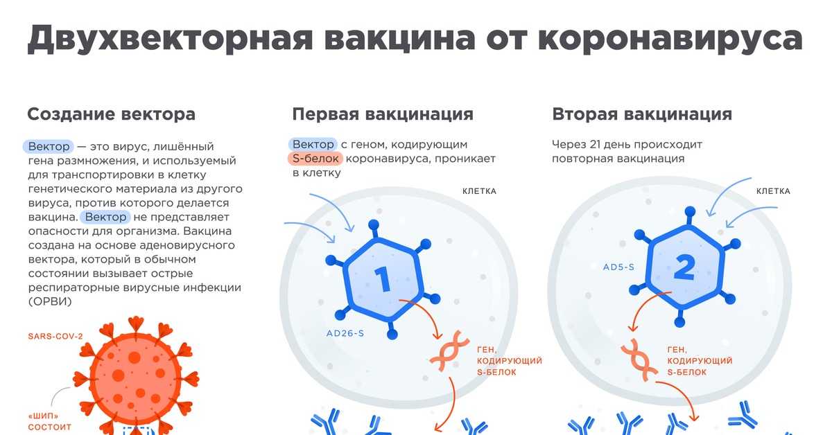 Вакцины против covid-19: все, что стоит о них знать