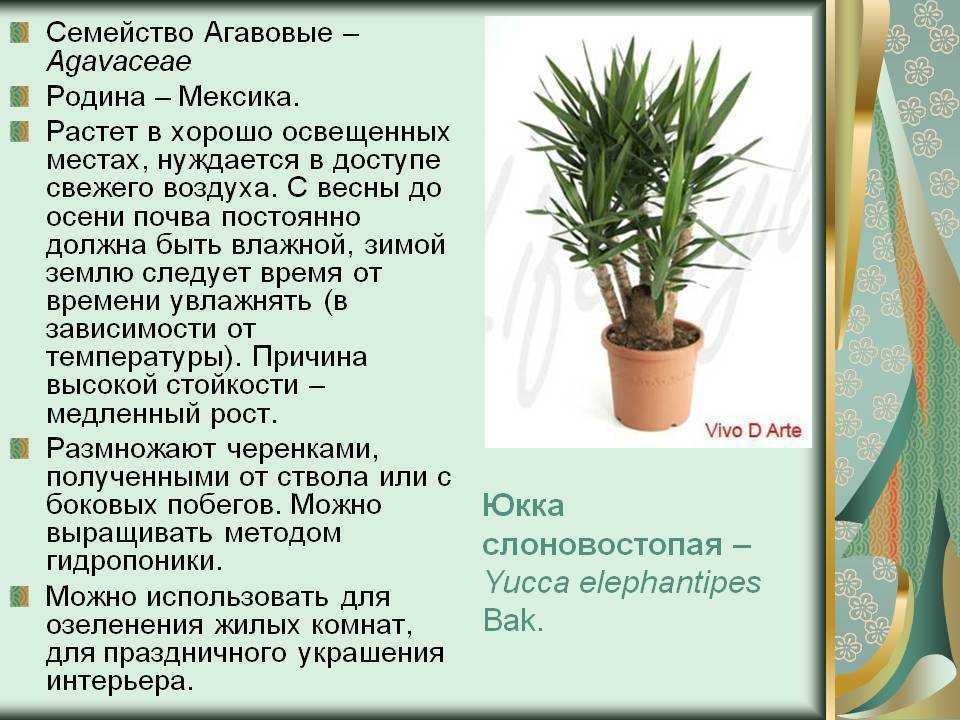 Юкка комнатная: уход в домашних условиях