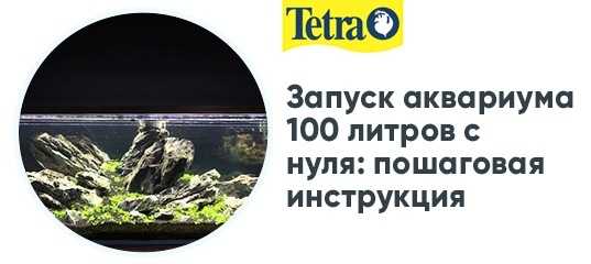 Аквариум дома для начинающих